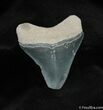 Inch Bone Valley Megalodon Tooth #533-2